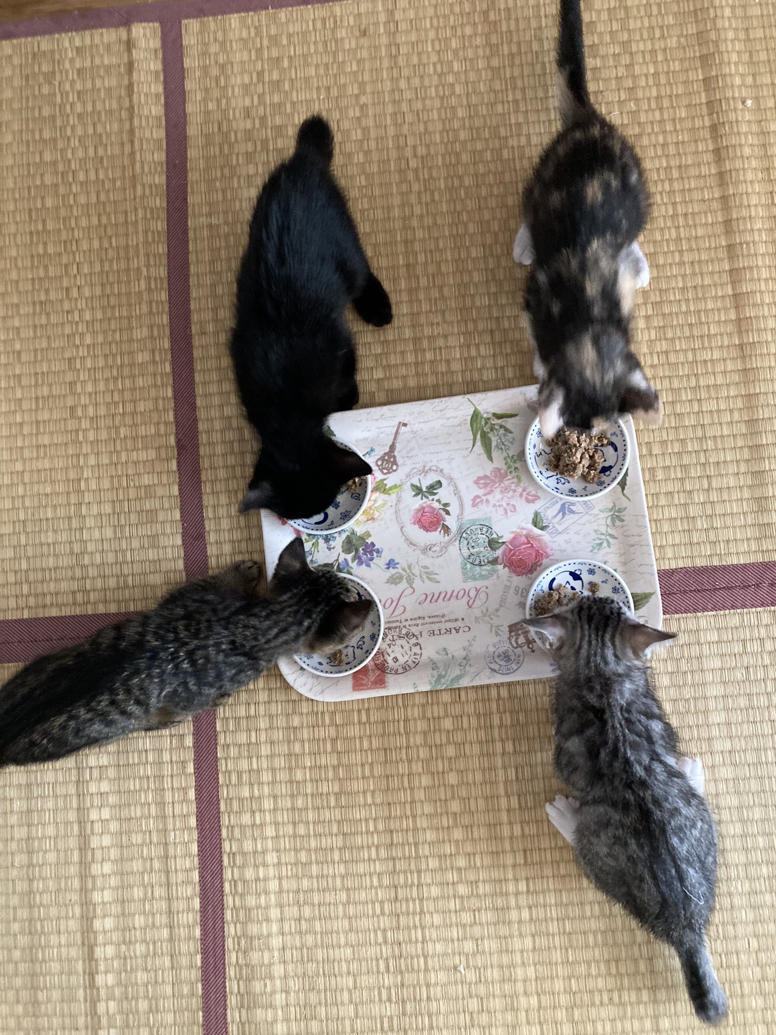 生駒市地域ねこ連絡会 Pa Twitter もう1匹 影丸くんという新入りの黒猫くん がいるのですが シェルターに来たばかりでまだ慣れていないので お写真はありません すみません Twitter