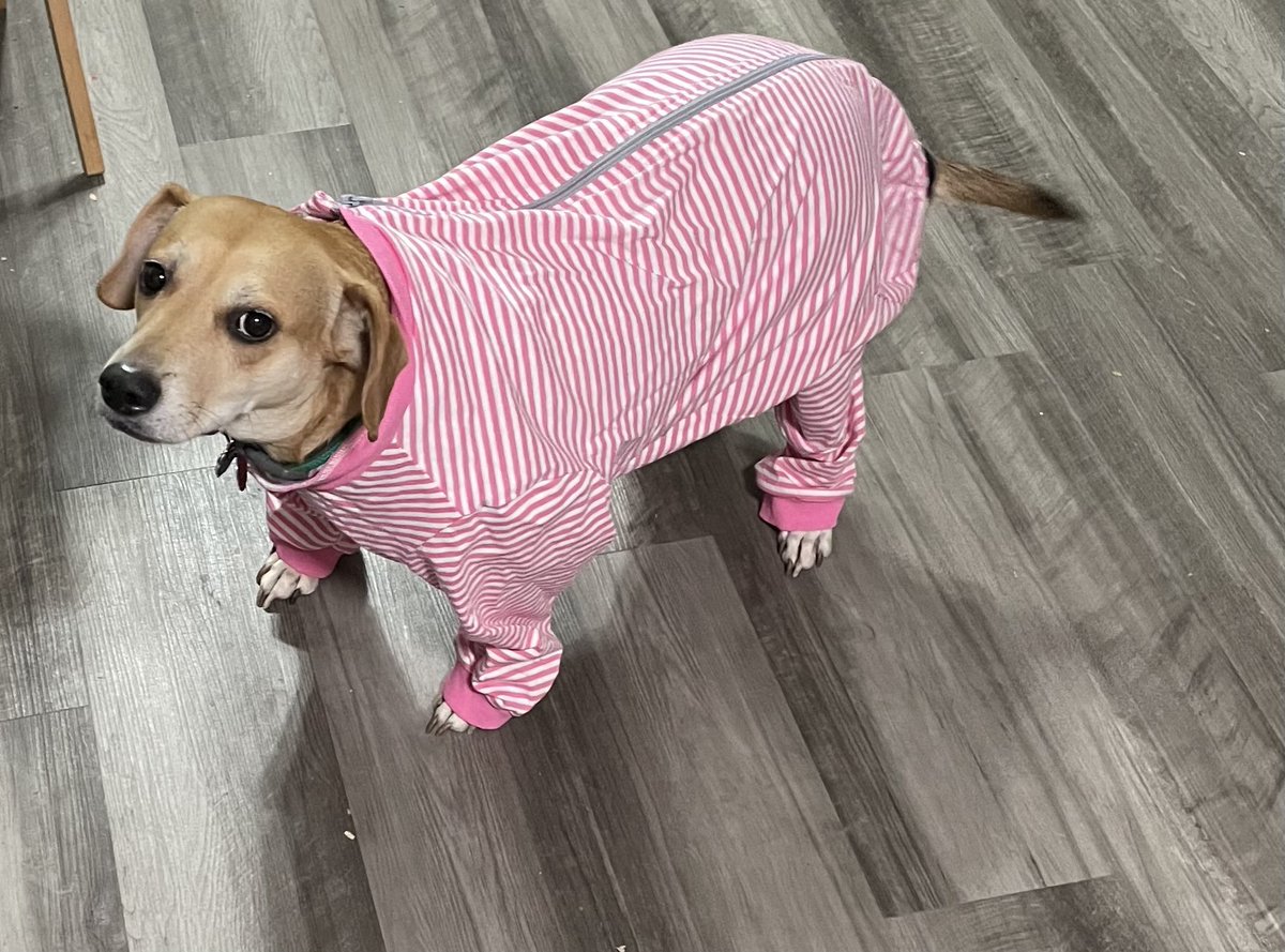 DogsInOnesies's tweet photo. https://t.co/Mf5fJ7Kfvq