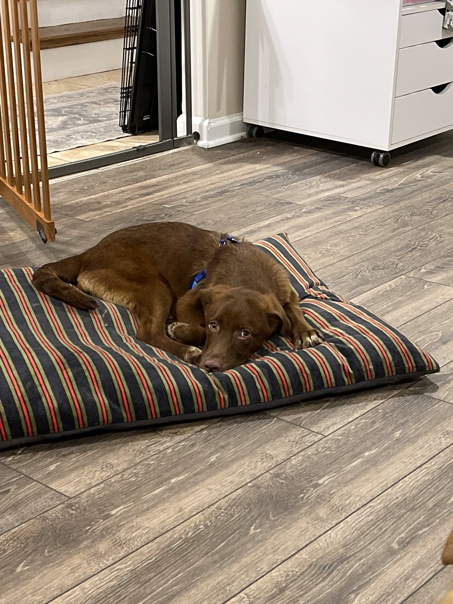 New puppy he’s adorable ❤️❤️❤️