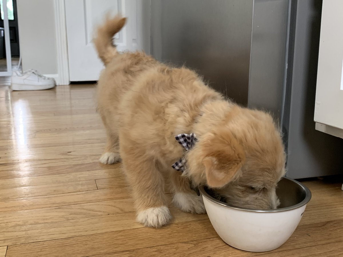 sirpaul64's tweet photo. New pup in the family meet Ace. One week in and already living the dream. I’m sure will have quite a few adventures with him and his brother Lemmy and sister Domino. #corgipoo #ace #aceisback #rocksoldier #puppy #dog #poodle #corgi https://t.co/ou0zVrf11I