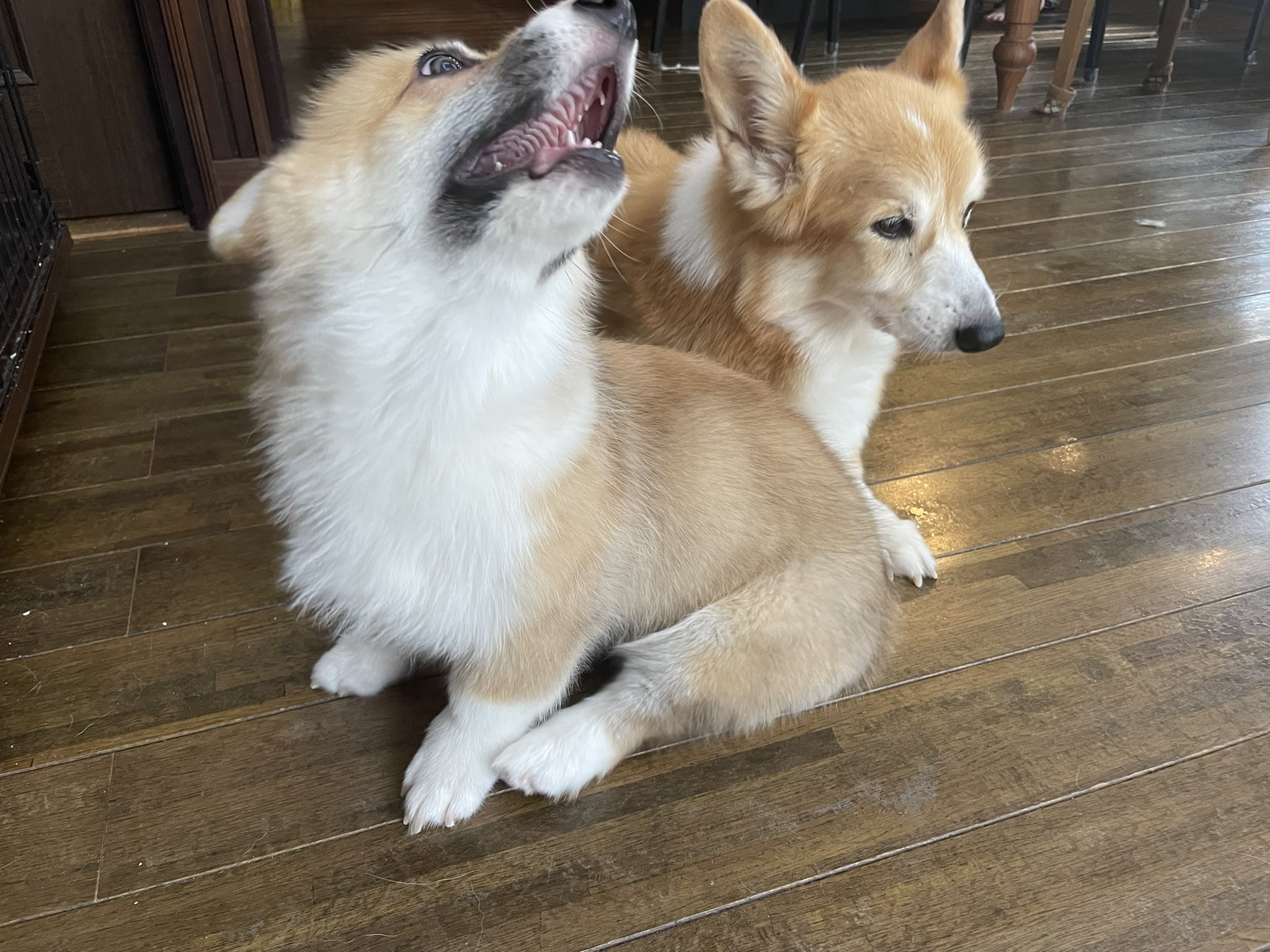 コーギー れいさら 成長日記 サラを撮ろうとすると 必ず邪魔しに来ます コーギー 子犬 犬 T Co Pcseprofja Twitter