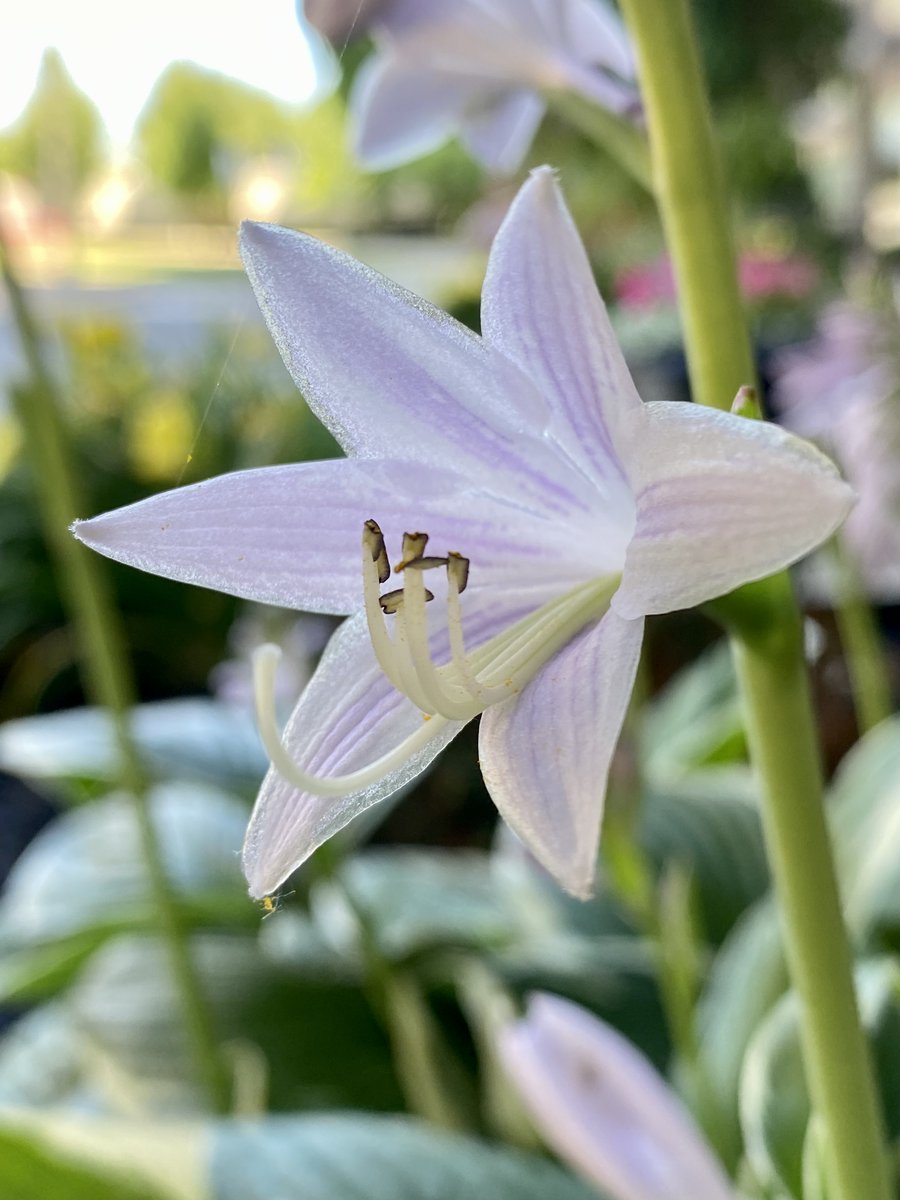 The_PurpleHorse's tweet photo. Coming in for a Landing
We’re approaching the land pad!
#flowers #outdoors #summer #myphoto #orginalcontent #photography #flowerphotography #naturephotography #outdoorphotography https://t.co/lWlgjA0YnP