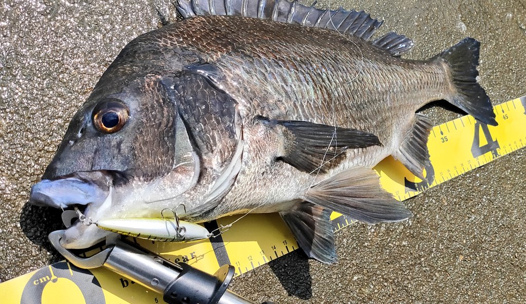 wespoi's tweet photo. おひさしブリーム🥹
#breamfish #クロダイ #チヌ https://t.co/cwHFtiaPEE