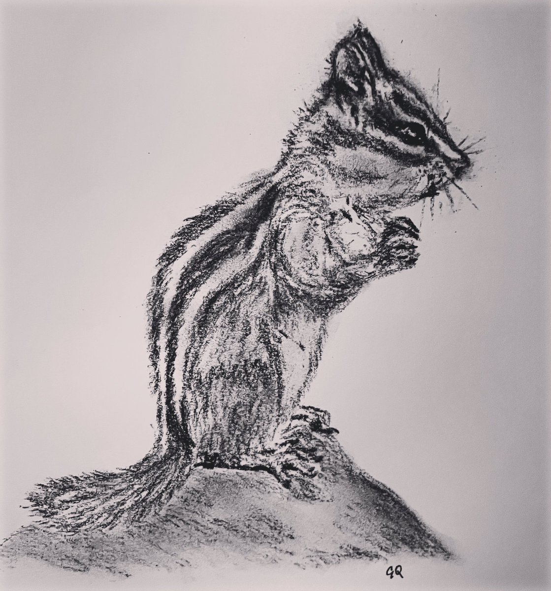 Chipmunk in Charcoal