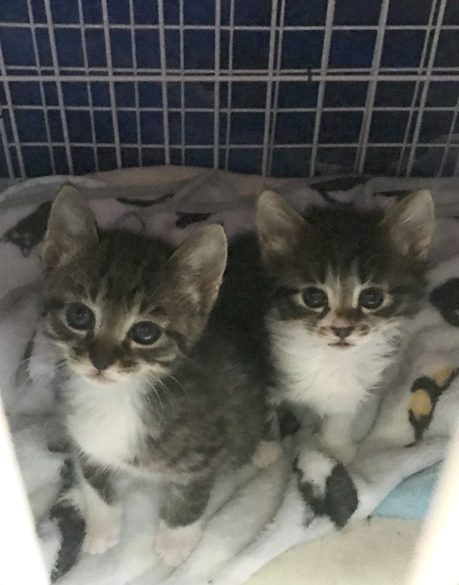 hi_akemi's tweet photo. 生後1週間から預かった保護猫。

#風民ねこ部
#ハートネコ https://t.co/PEyQbmDI1s