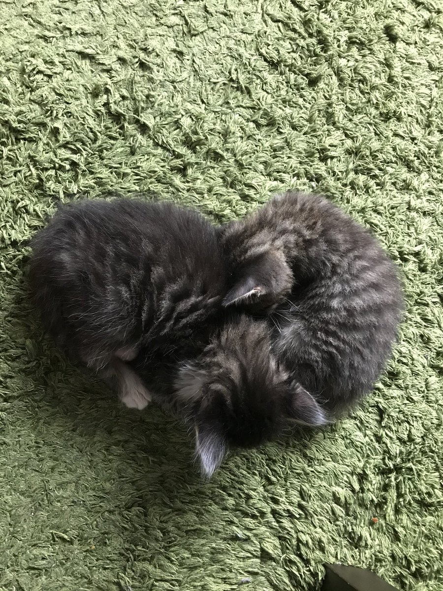 hi_akemi's tweet photo. 生後1週間から預かった保護猫。

#風民ねこ部
#ハートネコ https://t.co/PEyQbmDI1s