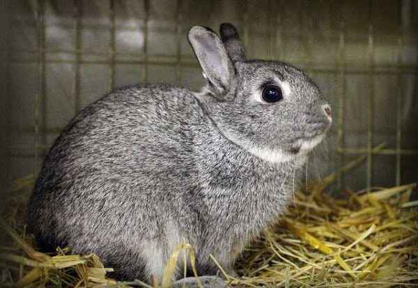 Rabbits have the potential of being the most profitable livestock to ...