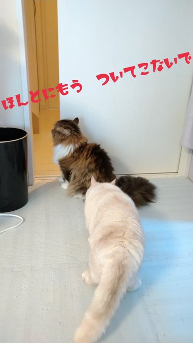 ねこカフェmimi ミミ 長野にある猫カフェ 子猫のへや