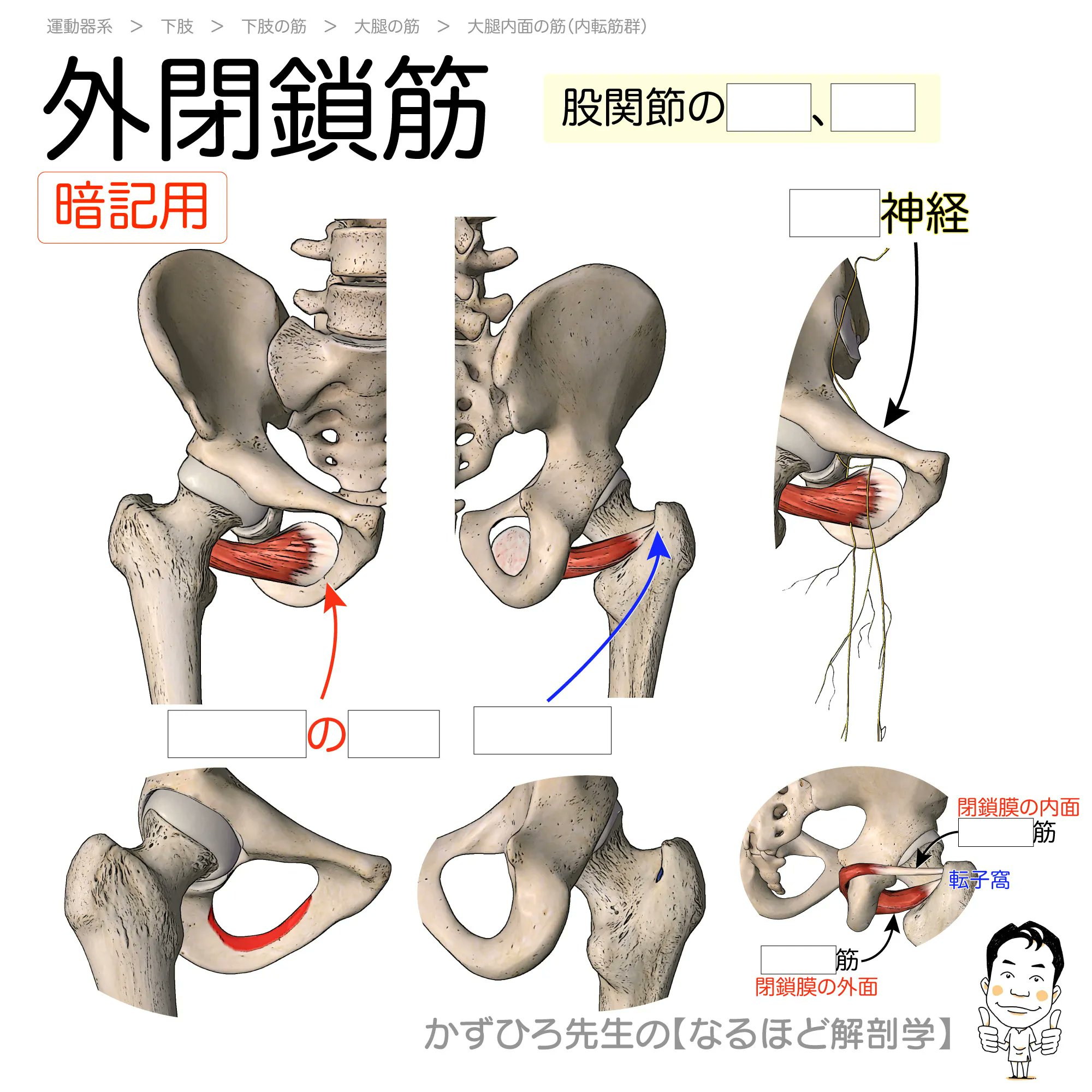 裁断機裁断済　口腔解剖学 ウチダ 教材総合カタログ 小学校