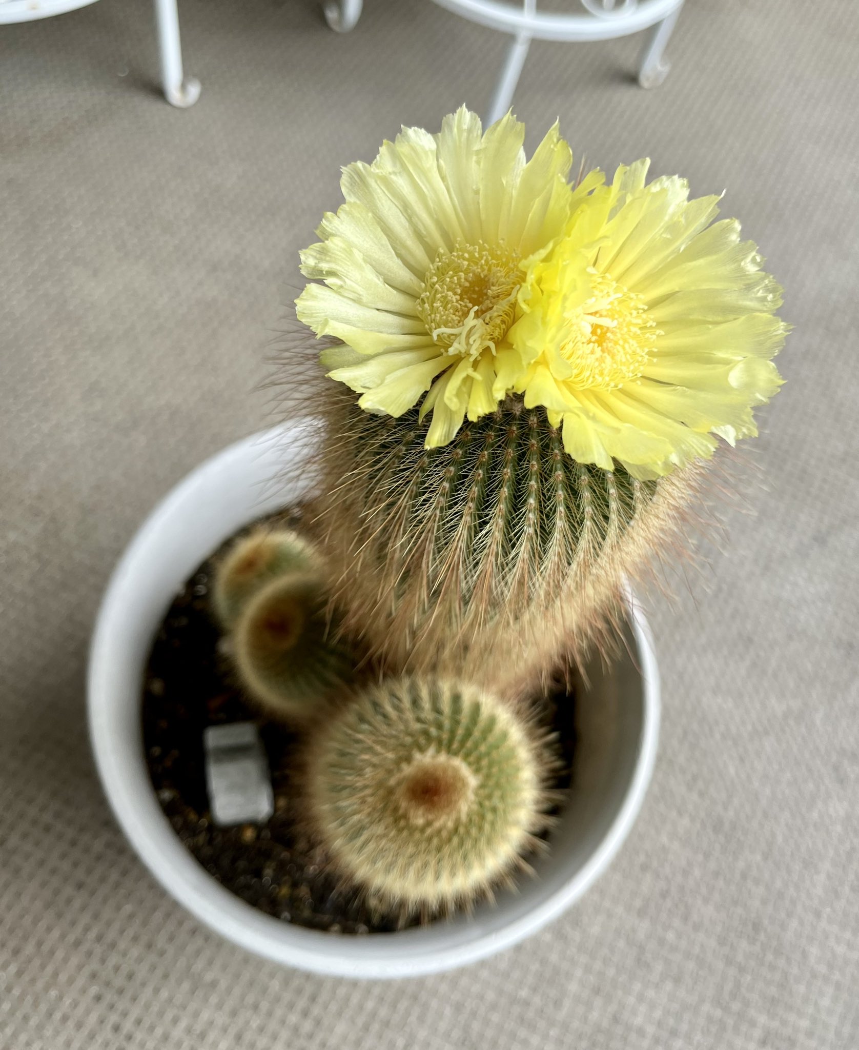 ちせ イエベ春 サボテンに花が咲きましたー 約10年で初めて 花咲かないのかと思ってた笑 最初は小さなインテリア用サボテンだったんだけど 金晃丸っていうちゃんとした名前がついてたみたい 大きくならないと花が咲かないサボテンなんだって