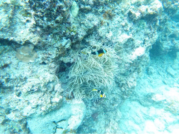 KHIROSEADE's tweet photo. I went to Okinawa. On business, of course.
But in my spare time, I was able to dive in the blue cave by arrangement of my friend in Okinawa.#okinawa #diving https://t.co/XIsV1UHzte