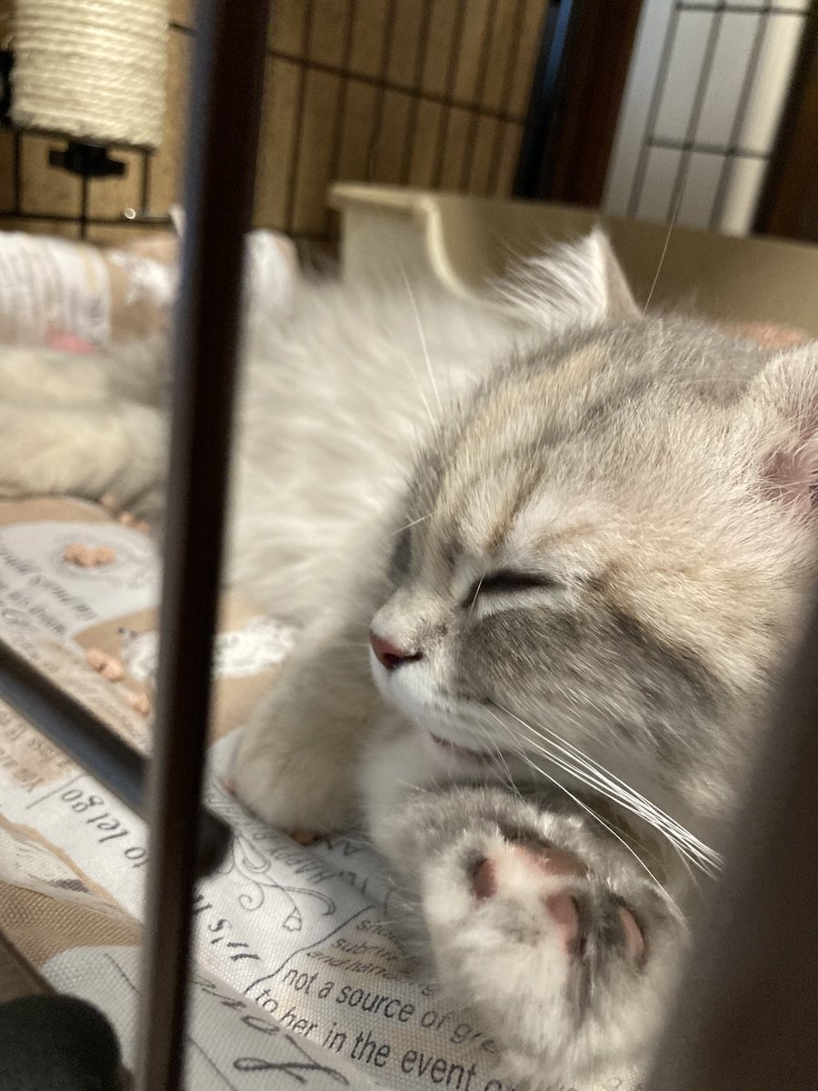 lamblambzy's tweet photo. うちにねこが来てくれました。

#サイベリアン https://t.co/M2gsJVDOgk