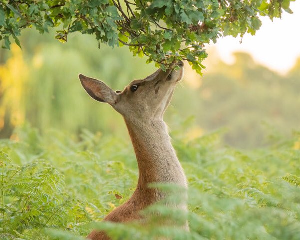 Red Deer Hind browsing in the now tall bracken in #BushyPark 16.07.22 <a href="/theroyalparks/">The Royal Parks</a> <a href="/TWmagazines/">TW Magazines</a> <a href="/BritishDeerSoc/">British Deer Society (BDS)</a> <a href="/fbhp_uk/">Bushy & Home Parks</a> <a href="/Visit_Richmond1/">VisitRichmond</a> #keepwidlifewild