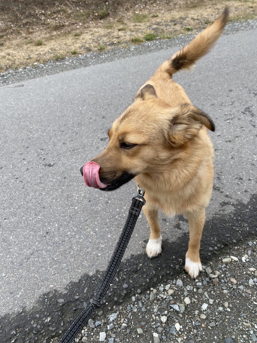 hamletTdog's tweet photo. I help mye momb &amp; dade deliver food to our neighbors who live outside. the state owes themb a home and a million dollars each. But I giv meals and socks and first aid until we take back the housing from the hoarders https://t.co/eGTsy2yID8