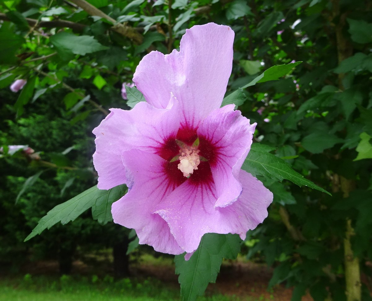 Bob Stewart tweet media