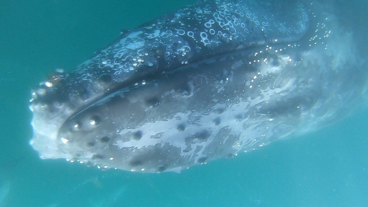 MarExpeditions's tweet photo. Austral winter is the best time to see #megafauna in Mozambique. This week we had #mantarays, #smalleyestingrays, #bullsharks, and #humpbackwhales ON SCUBA. Two manta rays were tagged and our hydrophone was retrieved and re-deployed. A very successful week in Zavora! https://t.co/u0sQz5z1zK