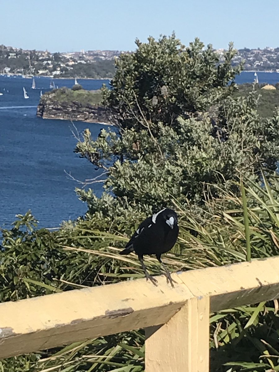 Sandl12's tweet photo. Lone magpie reliving the win yesterday. #SydneyHarbour #SP350 #goPies #AFLCrowsPies https://t.co/ZdYl49zLnv