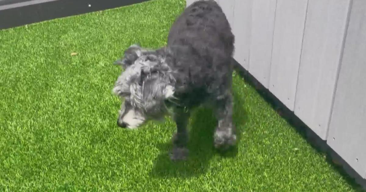 cbschicago's tweet photo. PAWS Pet of the Week: Ralph https://t.co/HmH2ggHC8M https://t.co/xcQEJ2Q7AI
