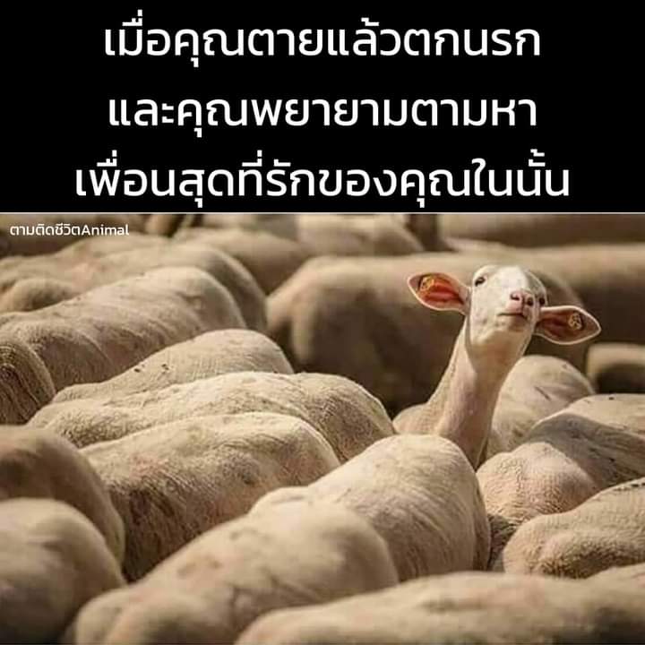 นั่นมึงเหร๋อ