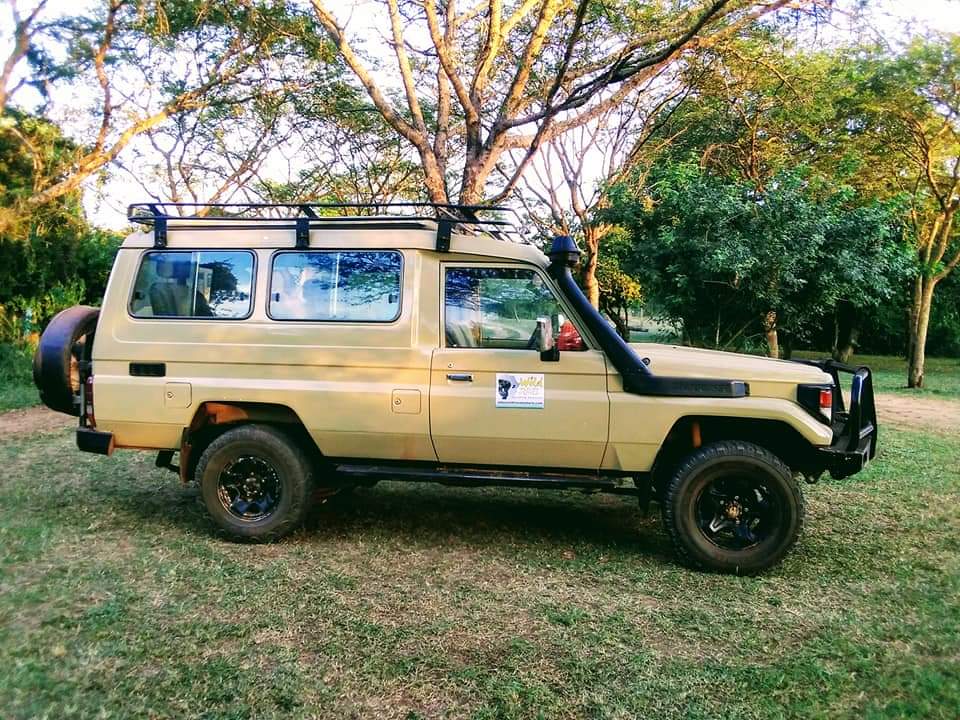 ugtravelsafaris's tweet image. Have you been to Murchison falls?.. Here's another awesome experience in Murchison falls national park . 

We were so lucky as we pumped into an amazing wildlife say #elephants with young ones, #lion in the tree, #giraffes #antelopes #buffaloes #beautiful #sunrise and much more