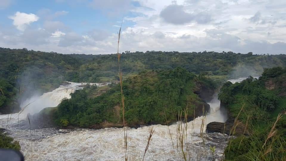ugtravelsafaris's tweet image. Have you been to Murchison falls?.. Here's another awesome experience in Murchison falls national park . 

We were so lucky as we pumped into an amazing wildlife say #elephants with young ones, #lion in the tree, #giraffes #antelopes #buffaloes #beautiful #sunrise and much more