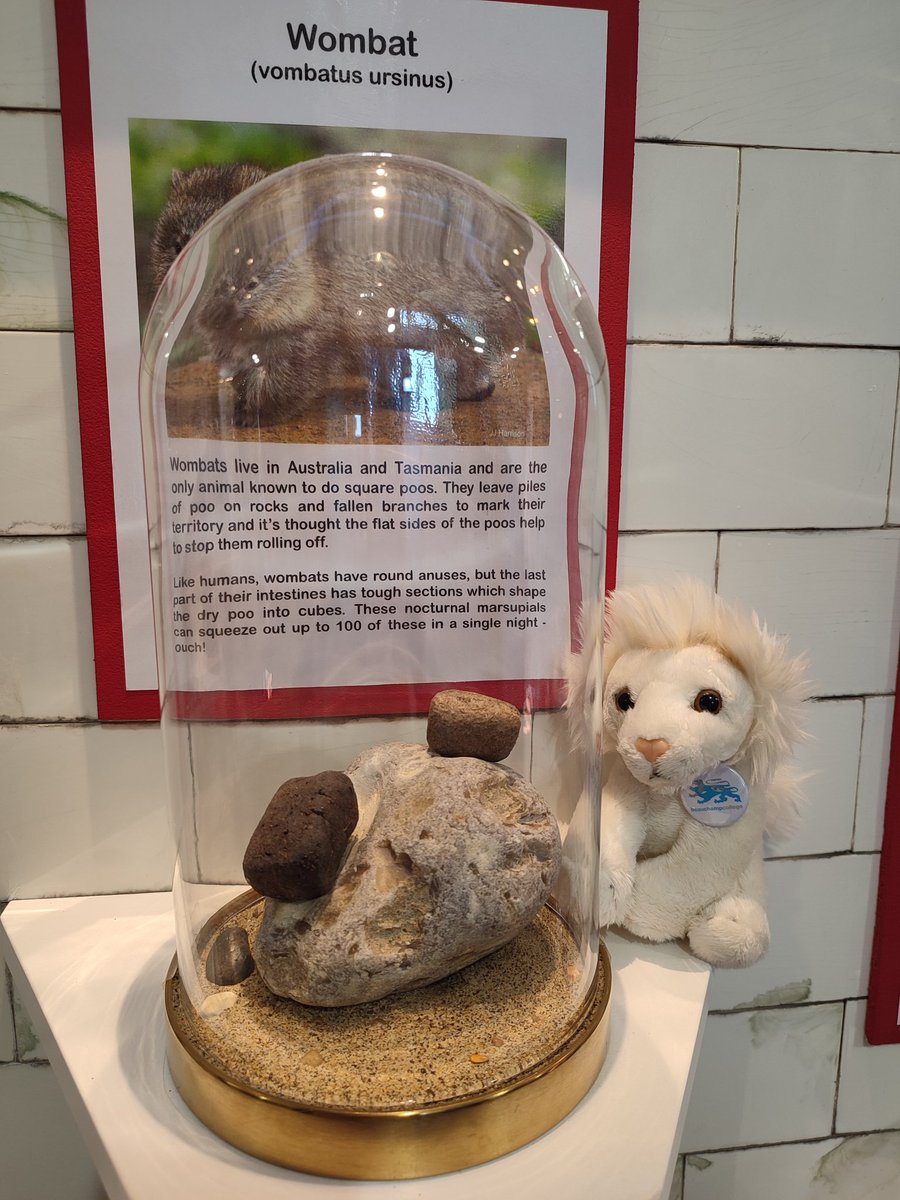 spaceytracey78's tweet photo. @BChampCollege science Lion had great time @PooMuseum learning some interesting and amazing facts. Including the Bristol stool scale, an animal that produces square poo and that poo is an ingredient for some perfumes. https://t.co/I5JPBujKt6