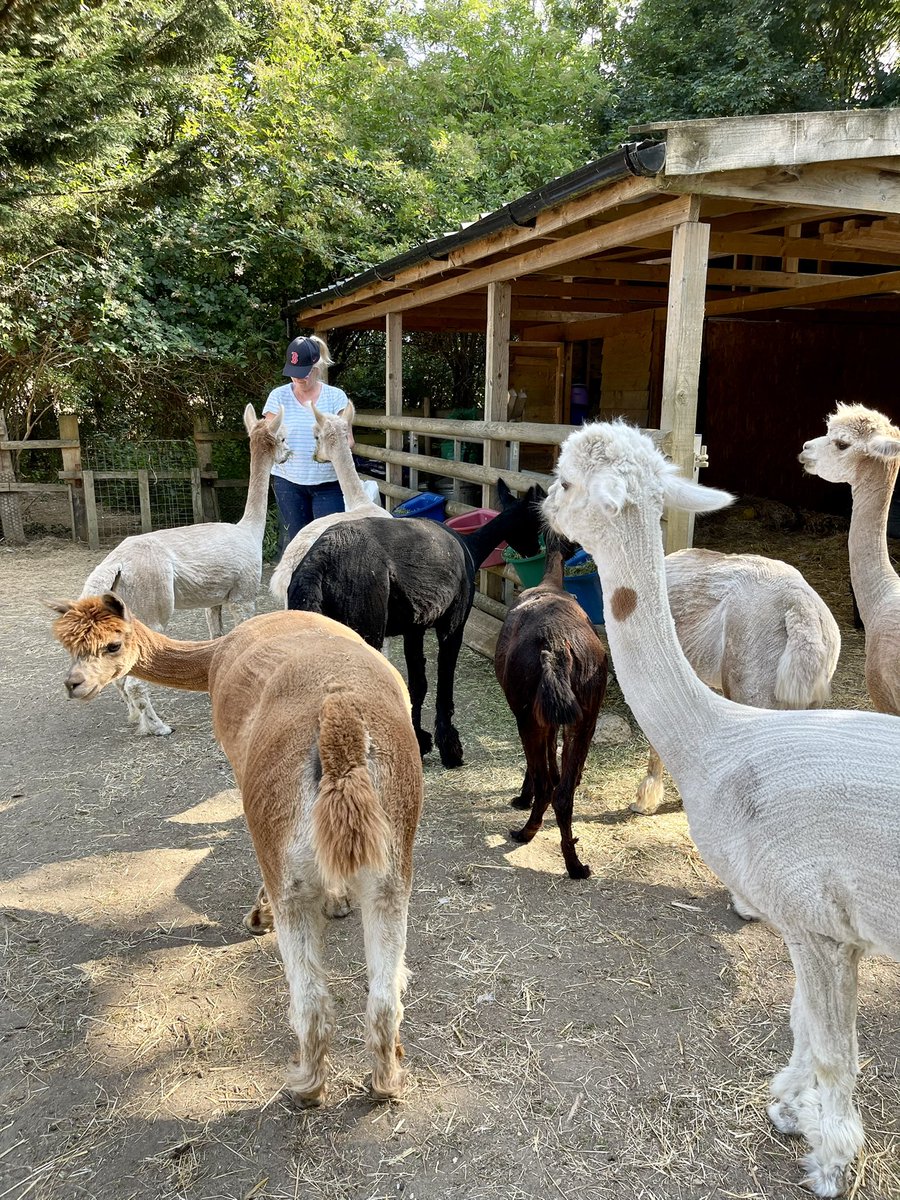 JuliaDavidson13's tweet photo. Forming an orderly breakfast queue and Clyde the really cool goose in his new pool #alpacachat #alpacatherapy #coolgoose https://t.co/dmQxIbLMHT