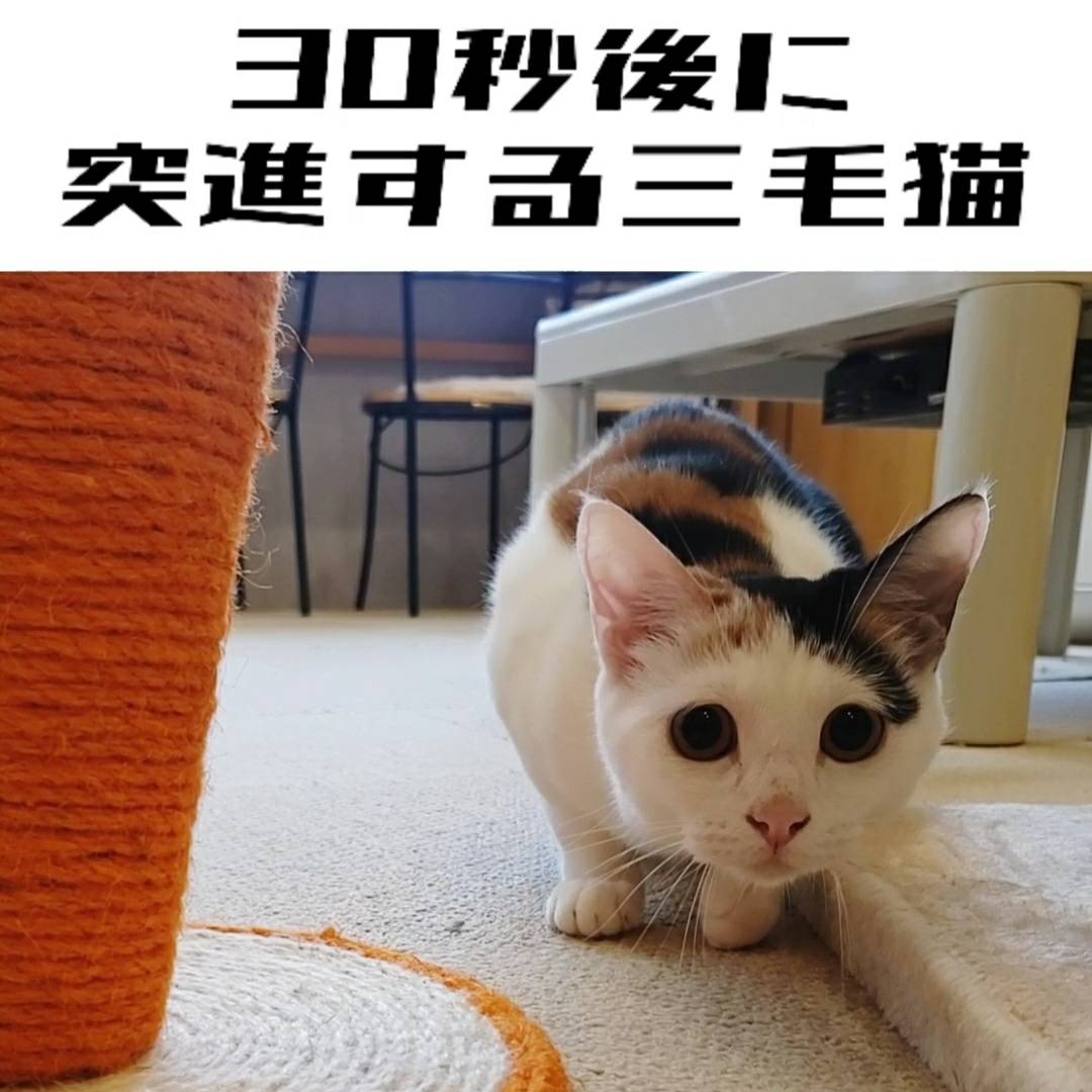 猫処 またたび亭 Matatabitei222 Twitter