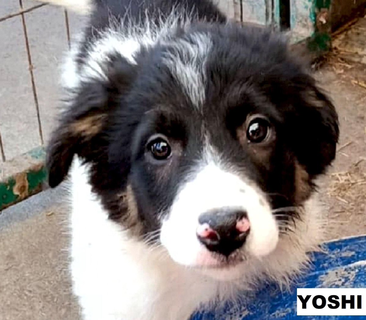 WelpenZ's tweet photo. Yoshi, 6 Monate alt, Zuhause gesucht, noch in RO, TSV mit Paragraph 11, mehr Infos auf Insta uns FB. #hundeliebe #junghund https://t.co/TrokABjNFW