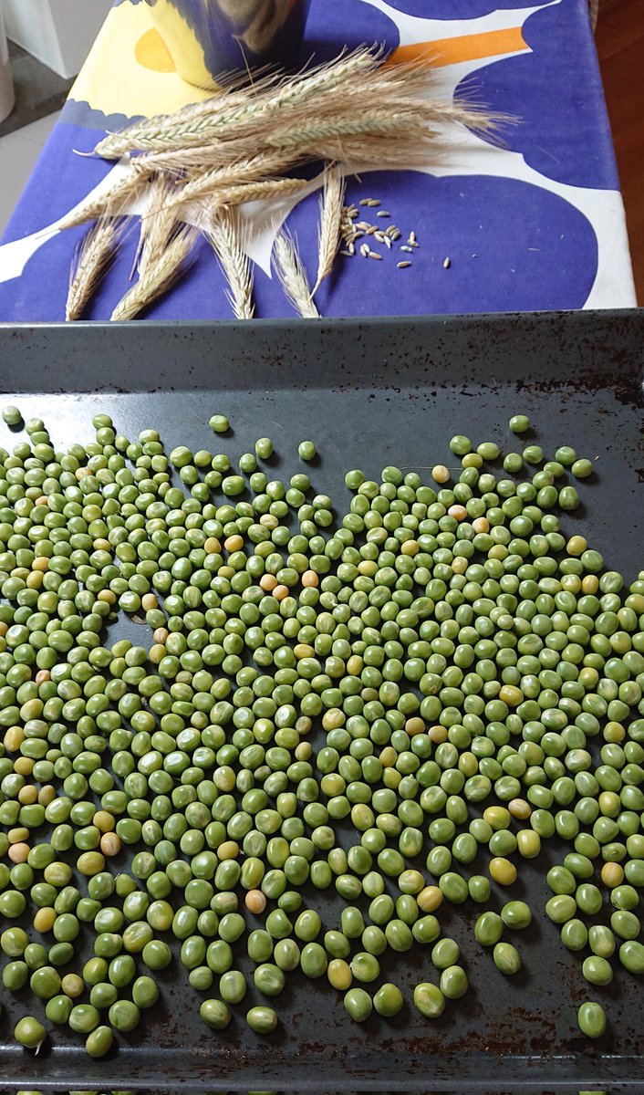 monnolena's tweet photo. #sommarpåminplanet Gula ärtor, skördade från en pallkrage. Såddes egentligen gör att få goda ärtskott, men växte iväg så fort. Blir kanske ärtsoppa. #höstskörd https://t.co/FMXo7YiA1N