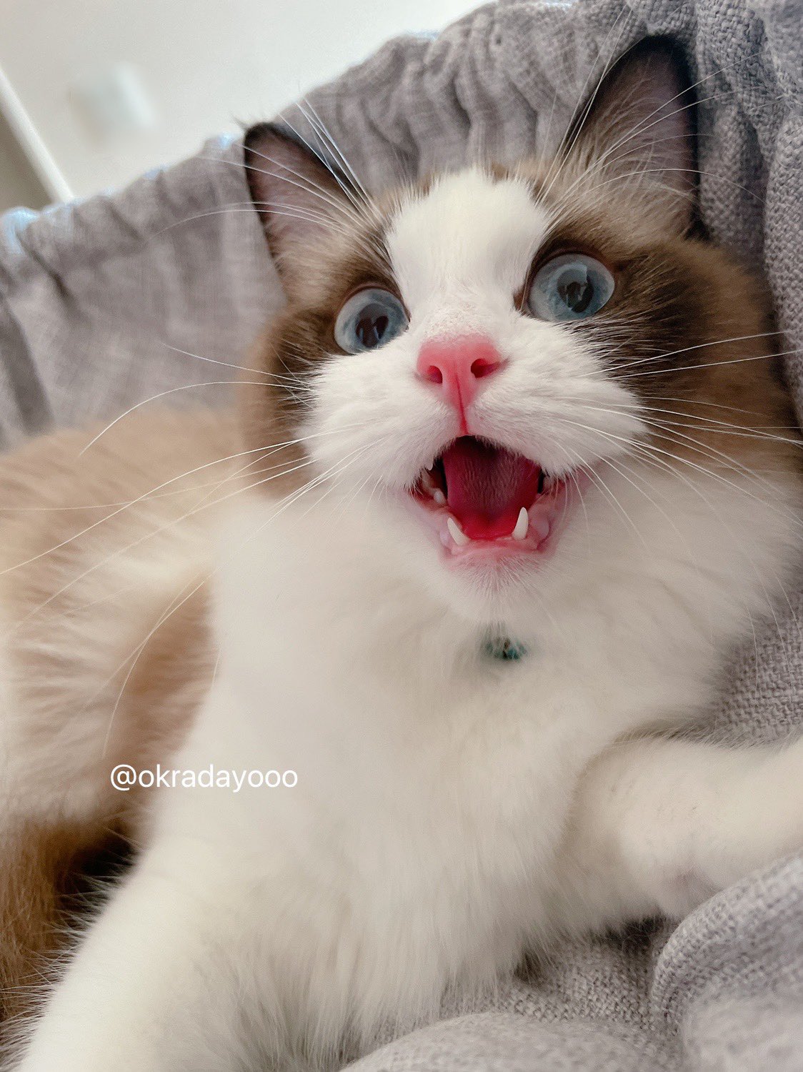 サブのラテさん うちの猫 表情豊かすぎん 猫のいる暮らし 猫好きさんと繋がりたい T Co Lhqbixrsv1 Twitter