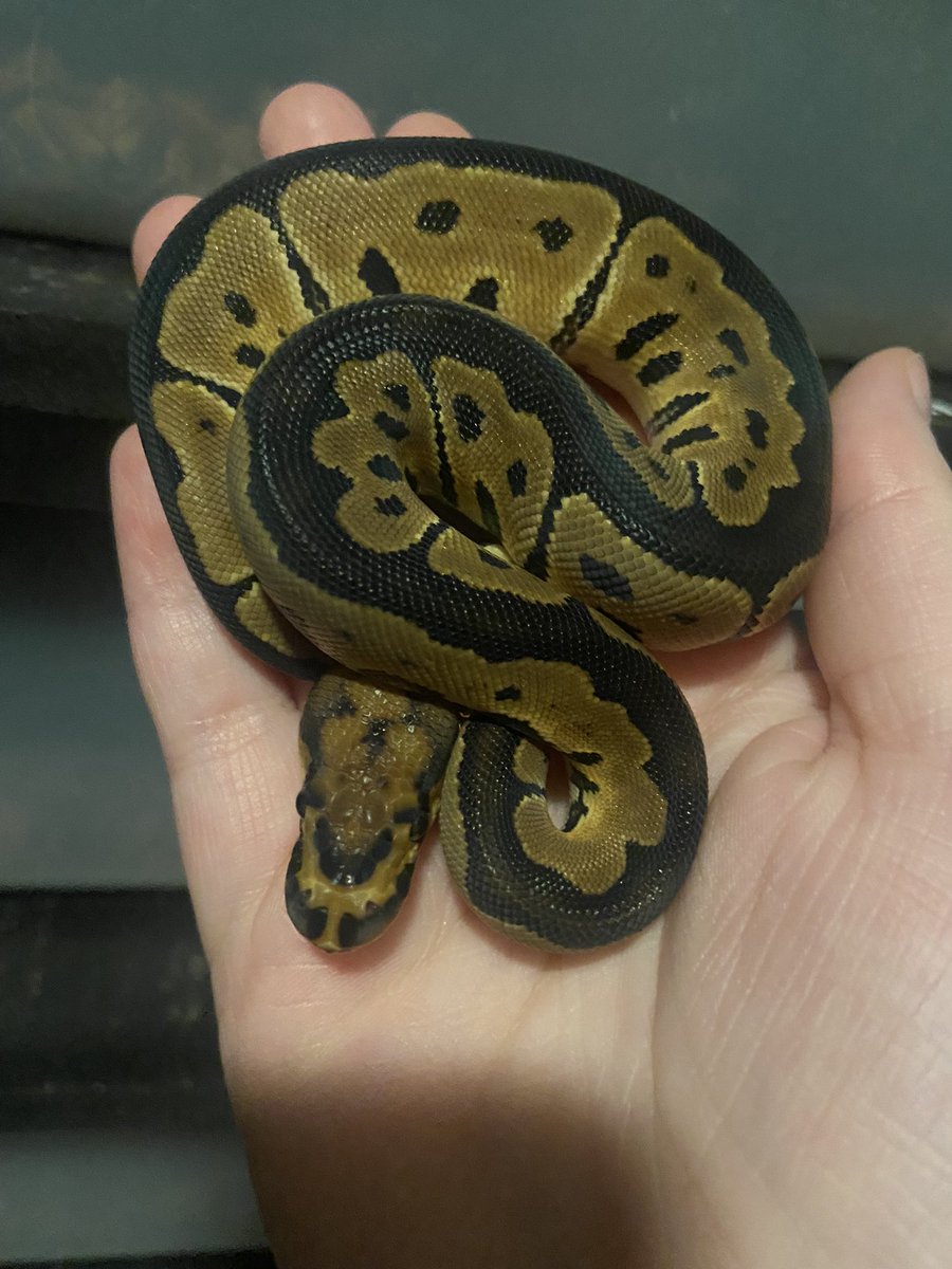 dumgoth's tweet photo. tis my day of birth. enjoy some of the snakes i hatched out this month :-) https://t.co/w7sIS1wUop