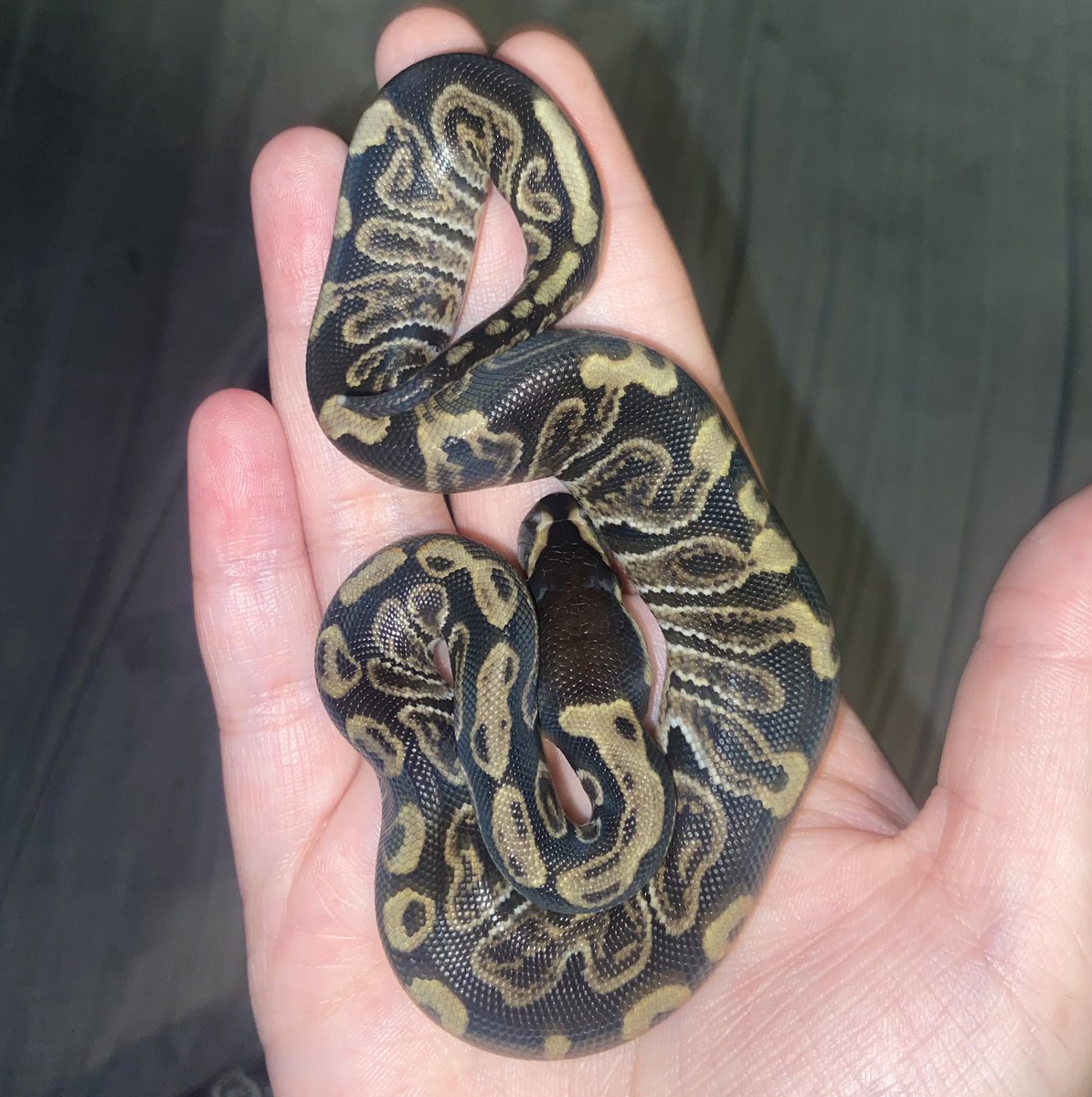 dumgoth's tweet photo. tis my day of birth. enjoy some of the snakes i hatched out this month :-) https://t.co/w7sIS1wUop