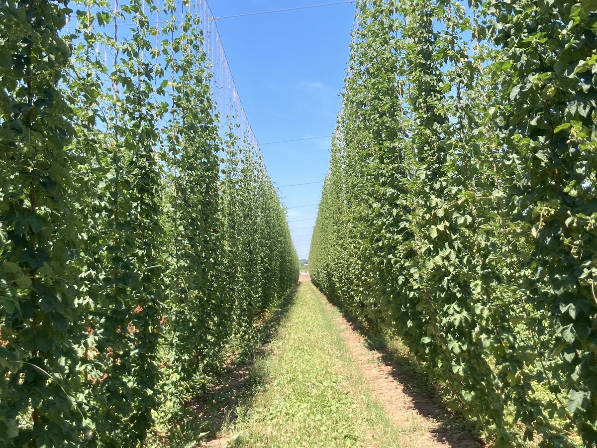 TattoodGardener's tweet photo. Hops to it! @benchbrewing #CraftBeer #beervine https://t.co/kdHX4mTrnq