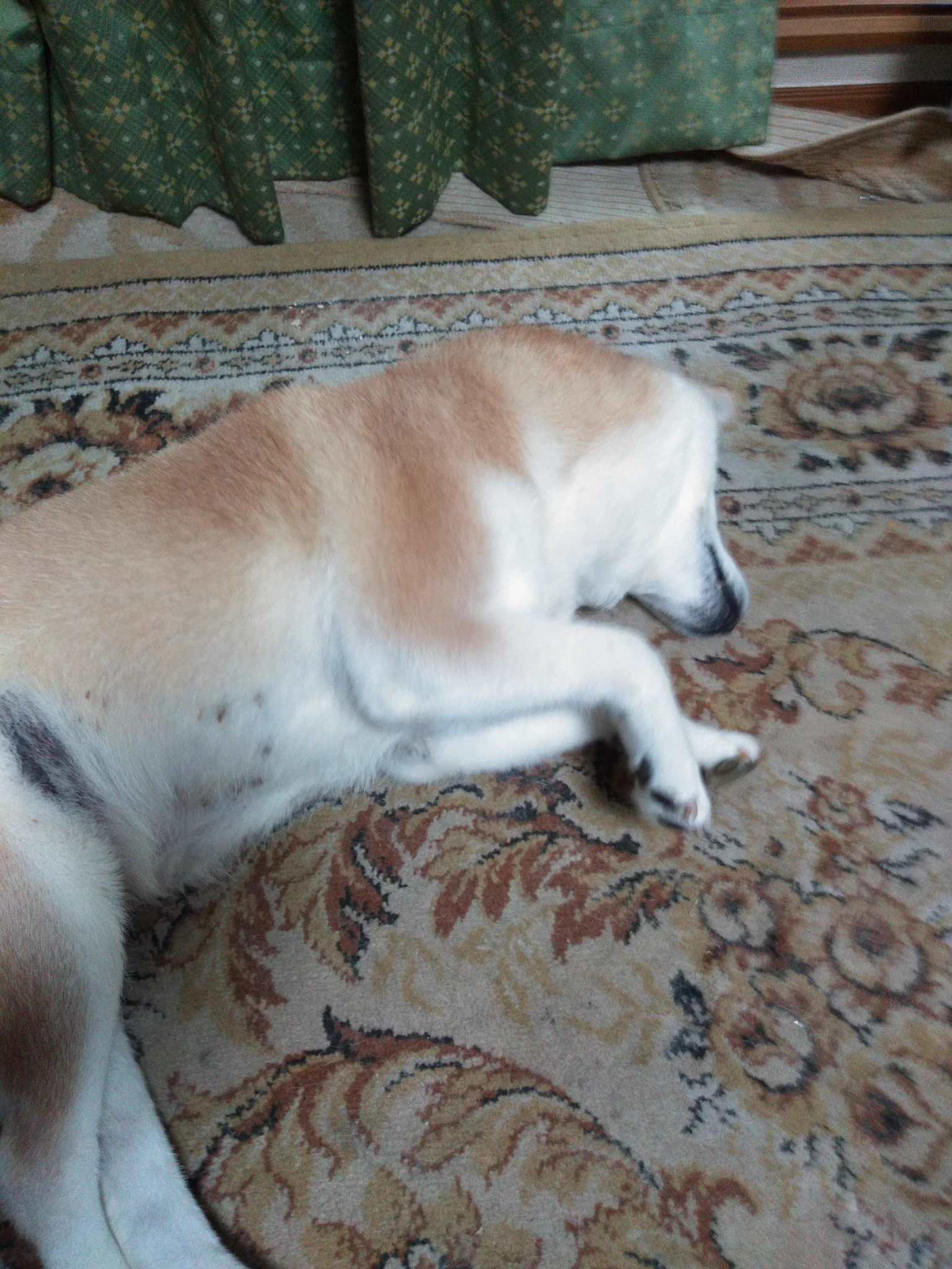 @K5dbZRmjNe77i5r 若いうちは反応しますね
娘も十年前は夜にガバと起きて虚空に向かってわうわう吠えてました
けど、十六歳のばーさんになってしまって、見えない聞こえないですから毎日ぐで〜と食っちゃ寝して恍惚の人の生活を送ってます 