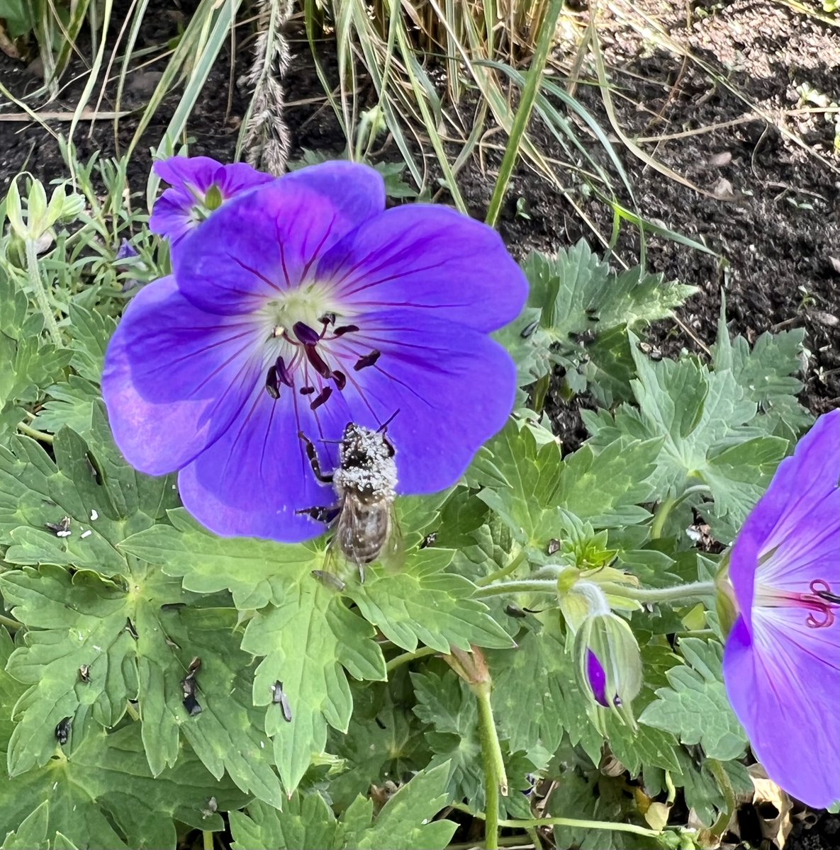 dtcb67's tweet photo. So we've nicknames this little one Albino Bee, as when flying around he looks white, been coming to the garden for a few days now.
Anyone know of this is just pollen or has it got something stuck all over it?
#bees #needsawash https://t.co/4jBsVqJbeV