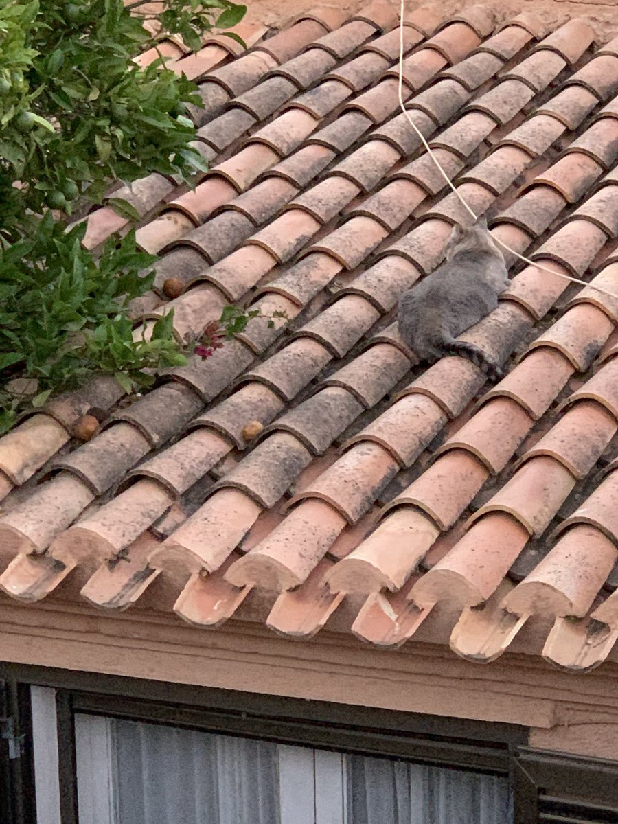 HarryandElvisC's tweet photo. Camouflage #Hedgewatch ๐บ
#harrycat #CatsOfTwitter https://t.co/ZXOBrM7nHA