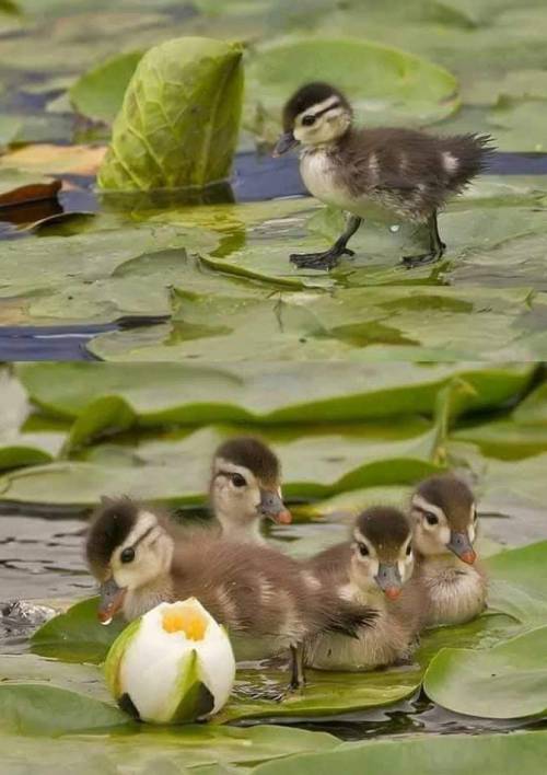 💚🪷🪷🦆💦💧