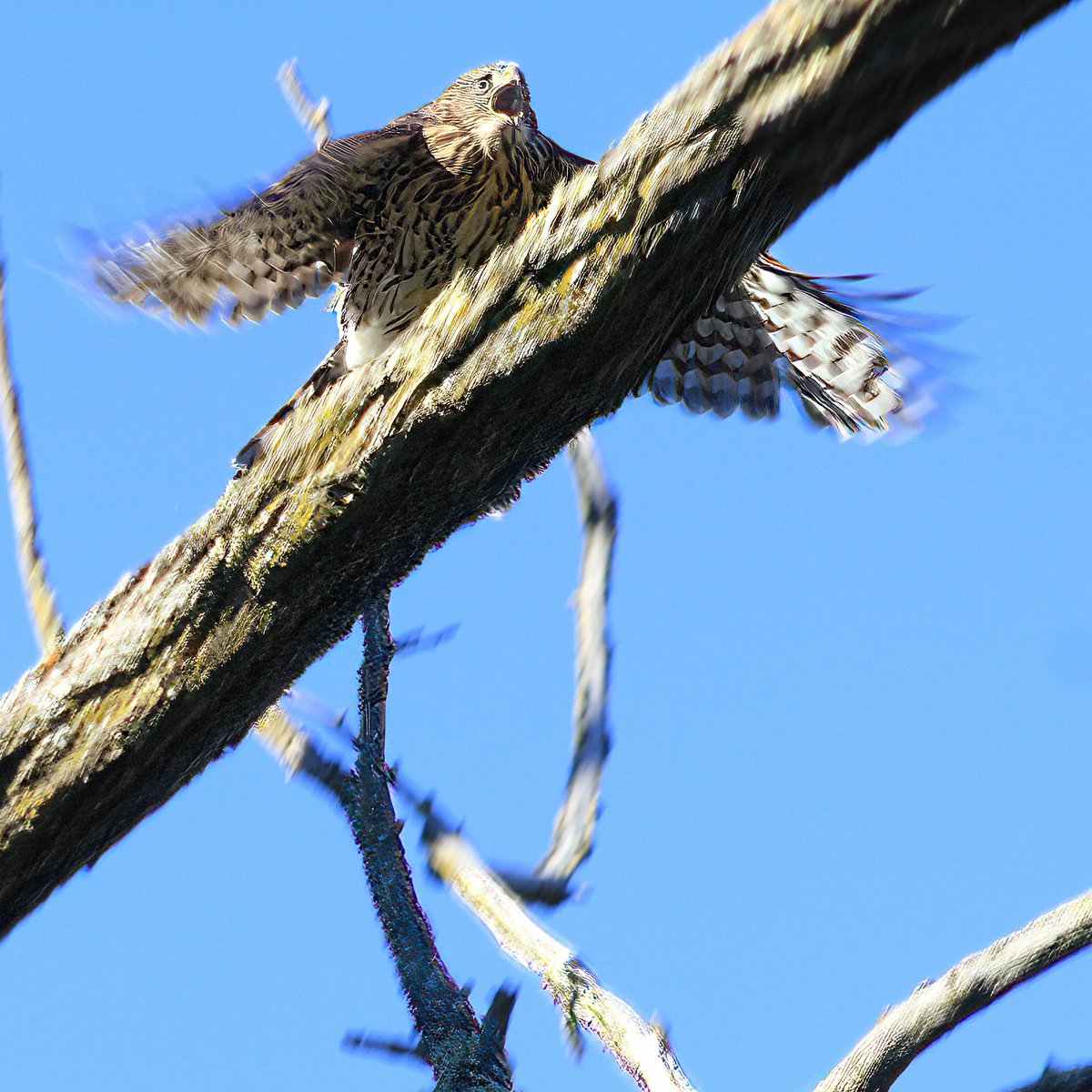 JK948's tweet photo. Clayton California Cooper's Hawks #birdsofprey #raptors #BirdTwitter #BirdsSeenIn2022 #birdswithtalons #birdsphotography #TwitterNatureCommunity #twitternaturephotography #PhotoOfTheDay #birds #birding #California https://t.co/tqTslhJY2b