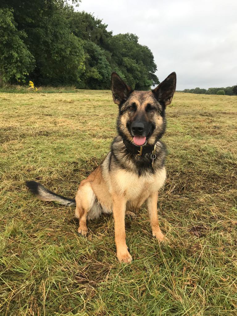 WarksPoliceDogs's tweet image. Early hours of yesterday morning units had a pursuit &amp;amp; driver ran off. 
PD Elsa tracked from the 🚗 locating the driver hiding nearby in bushes who then wisely decided not to run. Driver also failed a road side breath test &amp;amp; had breached bail conditions.
#CrackingTracking #OD35