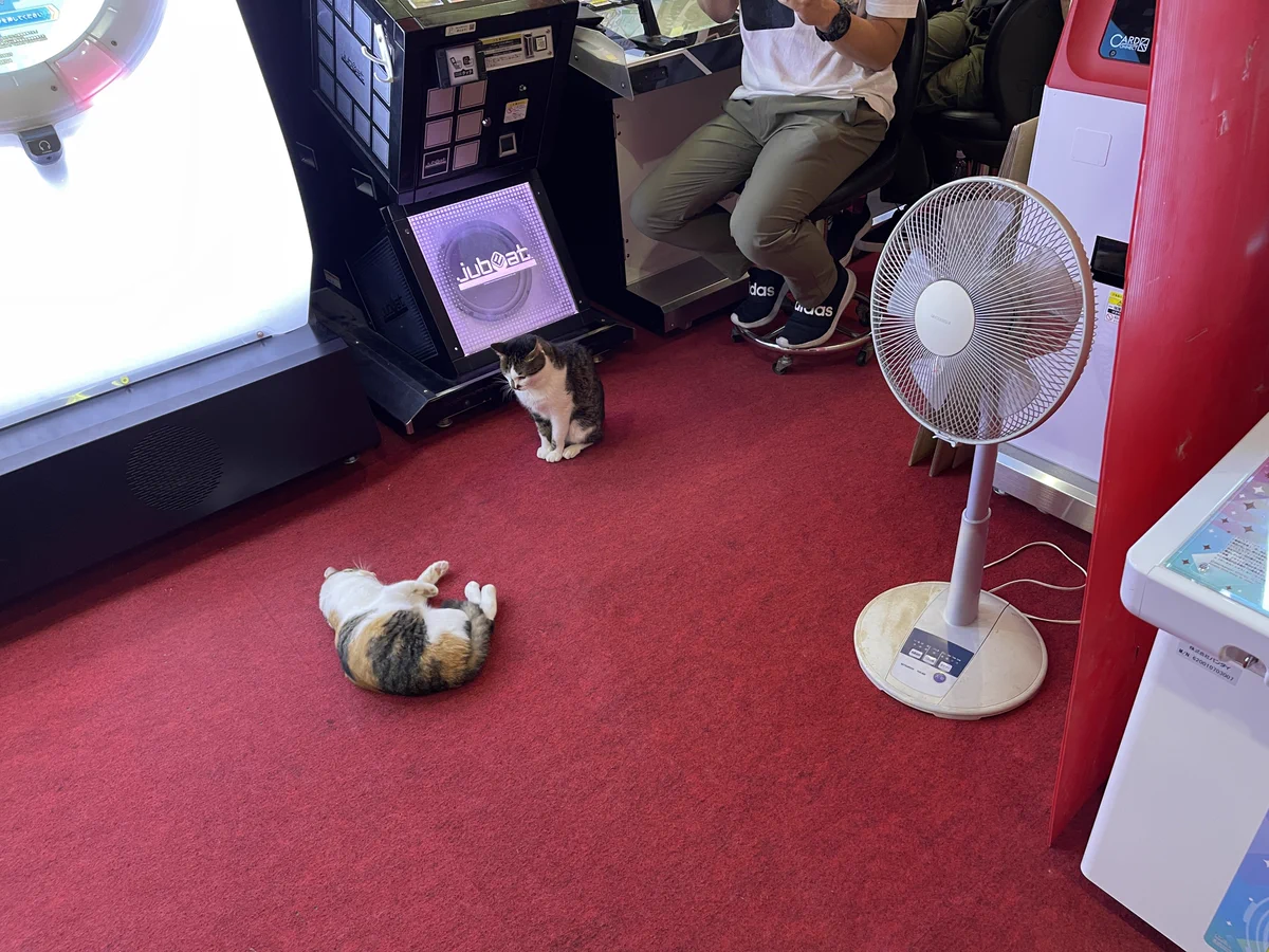 ネコは涼しさを求め、人はネコに癒される。このゲームセンター最高！