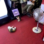 ネコは涼しさを求め、人はネコに癒される。このゲームセンター最高!