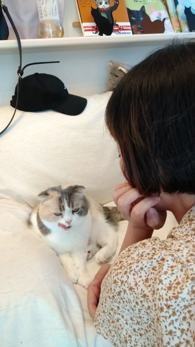 ねこカフェmimi ミミ 長野にある猫カフェ 子猫のへや