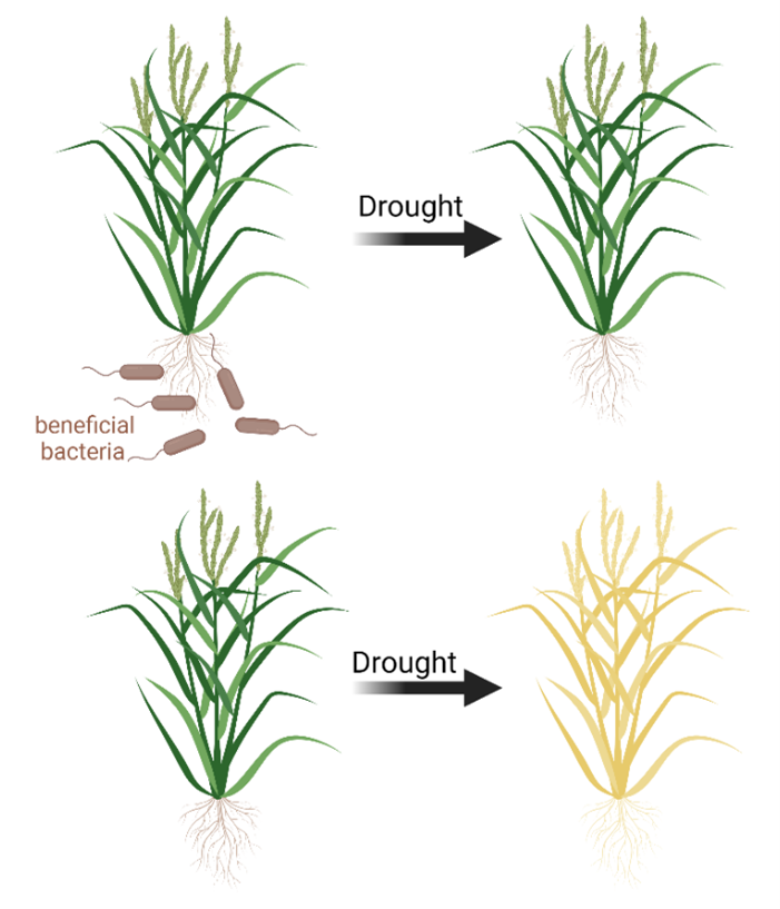 PPLplantarum's tweet photo. The right helpers are maybe all a plant needs to resist better to drought and salt. In this Special issue, some articles deal with the use of beneficial microbes. Check all articles here https://t.co/fuA56jI9fo @DrJagadisNIPGR @anilsingh1308 @AshwaniPareek10 @wileyplantsci https://t.co/ti8XIFJi9X