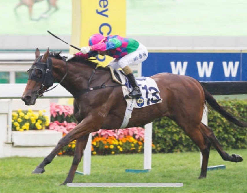 HillviewThorou1's tweet photo. New boy booked in!!!🥰
Falcon Turbo (AUS)
Nicconi (Aus) x Queen Of The Falls (AUS)
#hkjc #hongkongretiree #ottbsofinstagram #newcareer #lifeafterracing #hillviewthoroughbreds https://t.co/Xtk4PIQ93y
