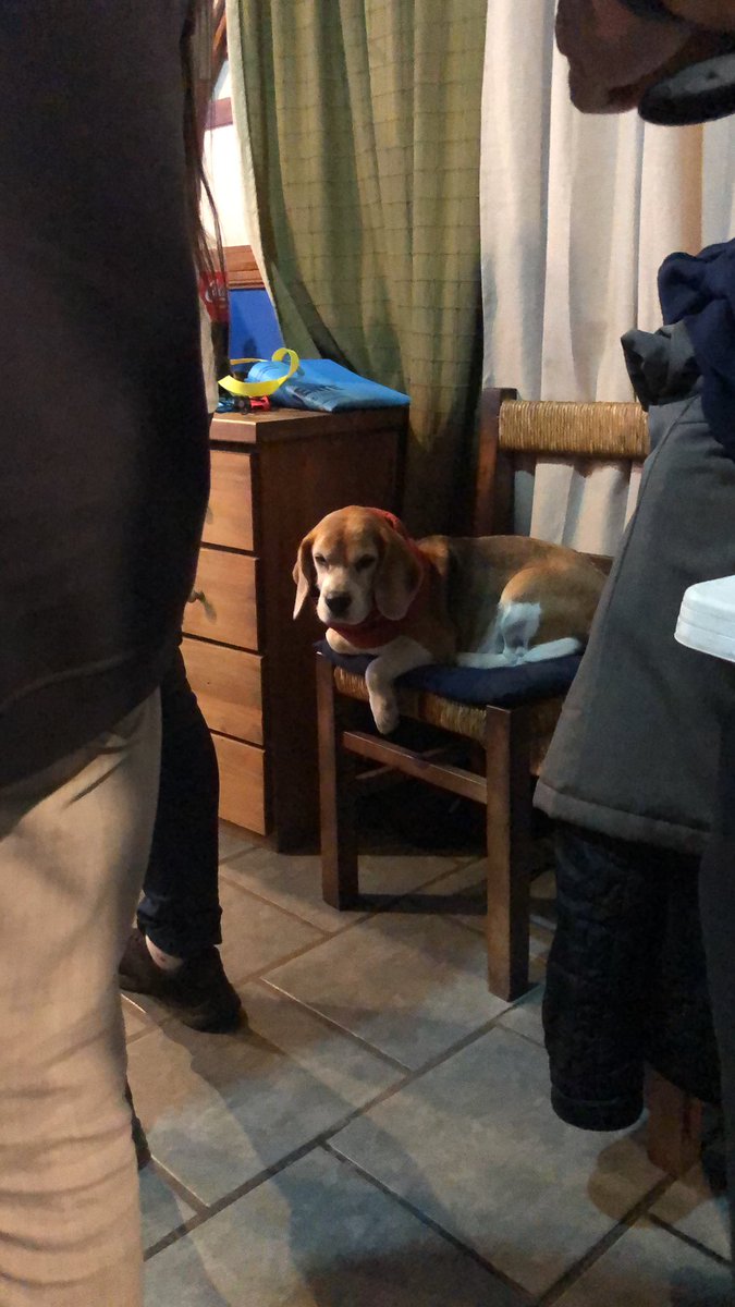 Ayer y hoy vinieron amigos a mi casa hasta la madrugada
Mi perro ahora: