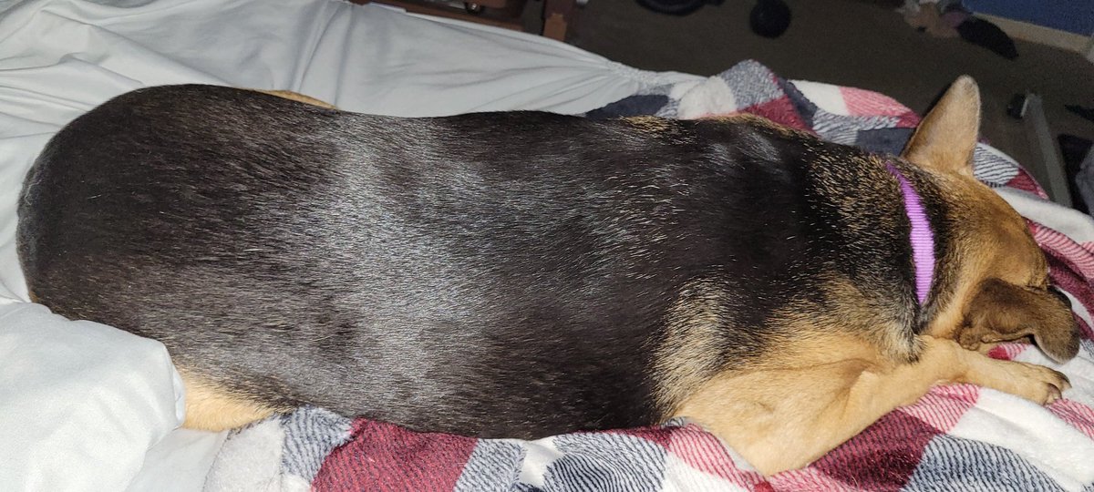 MeaghanOfEire's tweet image. I just want you all to know that I was snuggly sleeping next to this beauty when she got hiccups! Now we&apos;re both awake AND she&apos;s got the twitchy legs!😫 I&apos;m so tired!! (I haven&apos;t had 4 consecutive hrs of sleep in 3months.)
#dogsoftwitter #TheRegion #SpoiledDoggo