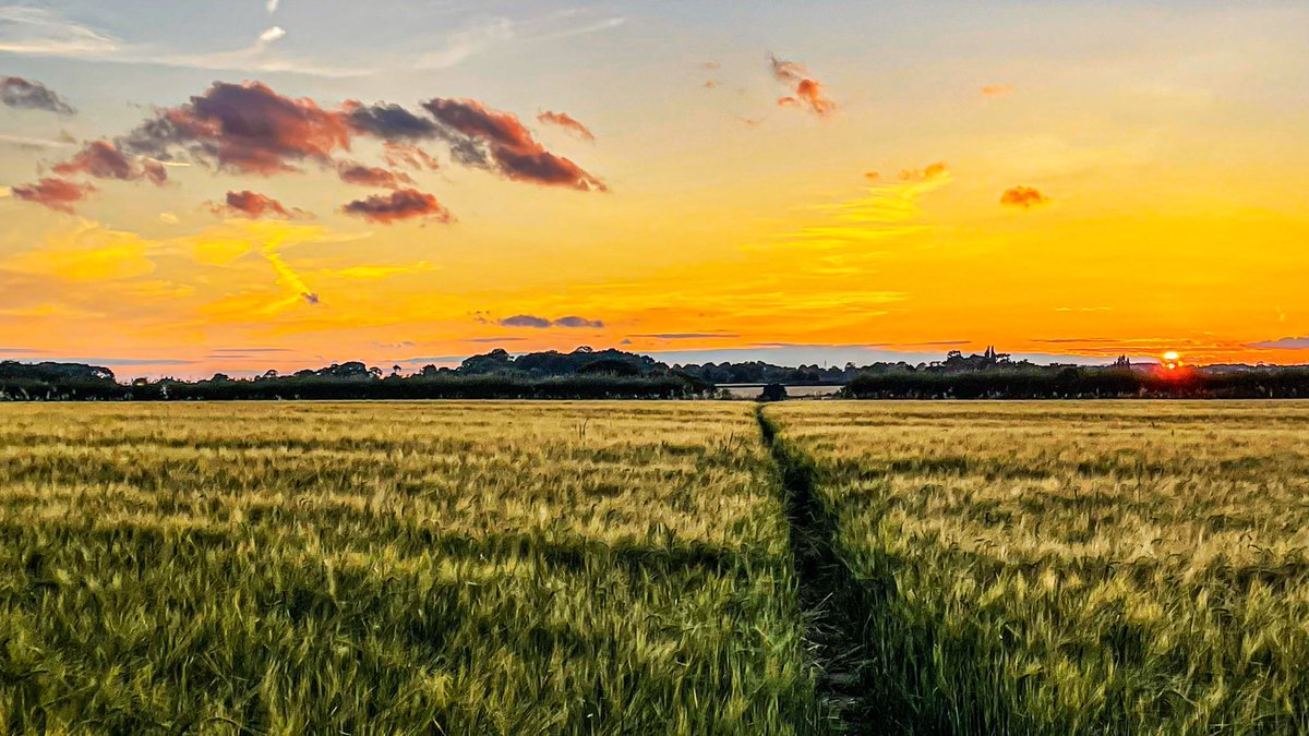 overthehedge3's tweet photo. Golden moments.

#Derbyshire #SundayMorning https://t.co/rLiG7gy52U
