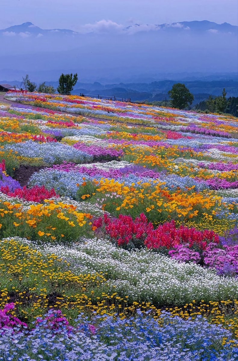 Good morning my friends happy❤️ Monday🌾⚘️🌸