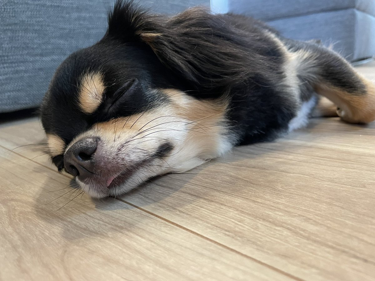 chiwawanoDON's tweet photo. ねむねむ https://t.co/aAymq4tE6D